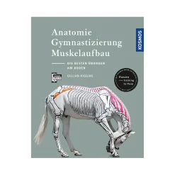 Anatomie, Gymnastizierung, Muskelaufbau