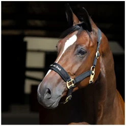 Back on Track Halfter Werano