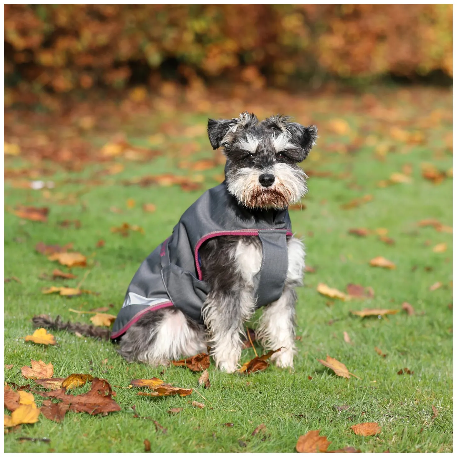 bucas Hundemantel Dog Rug Freedom 300 g