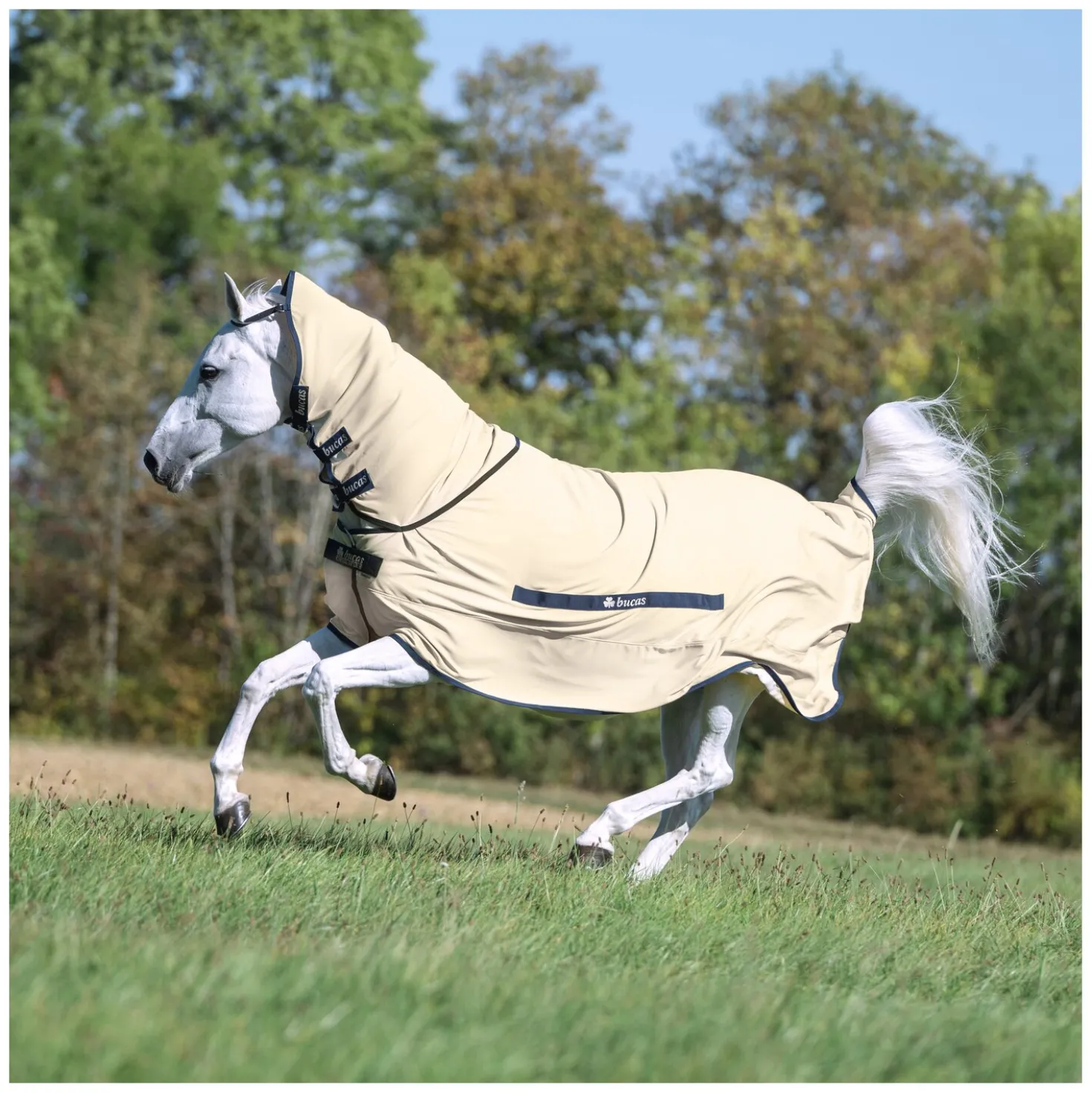 Bucas x Cheval de Luxe Ekzemerdecke