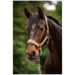 Cavallo Halfter CAVALPAWEL