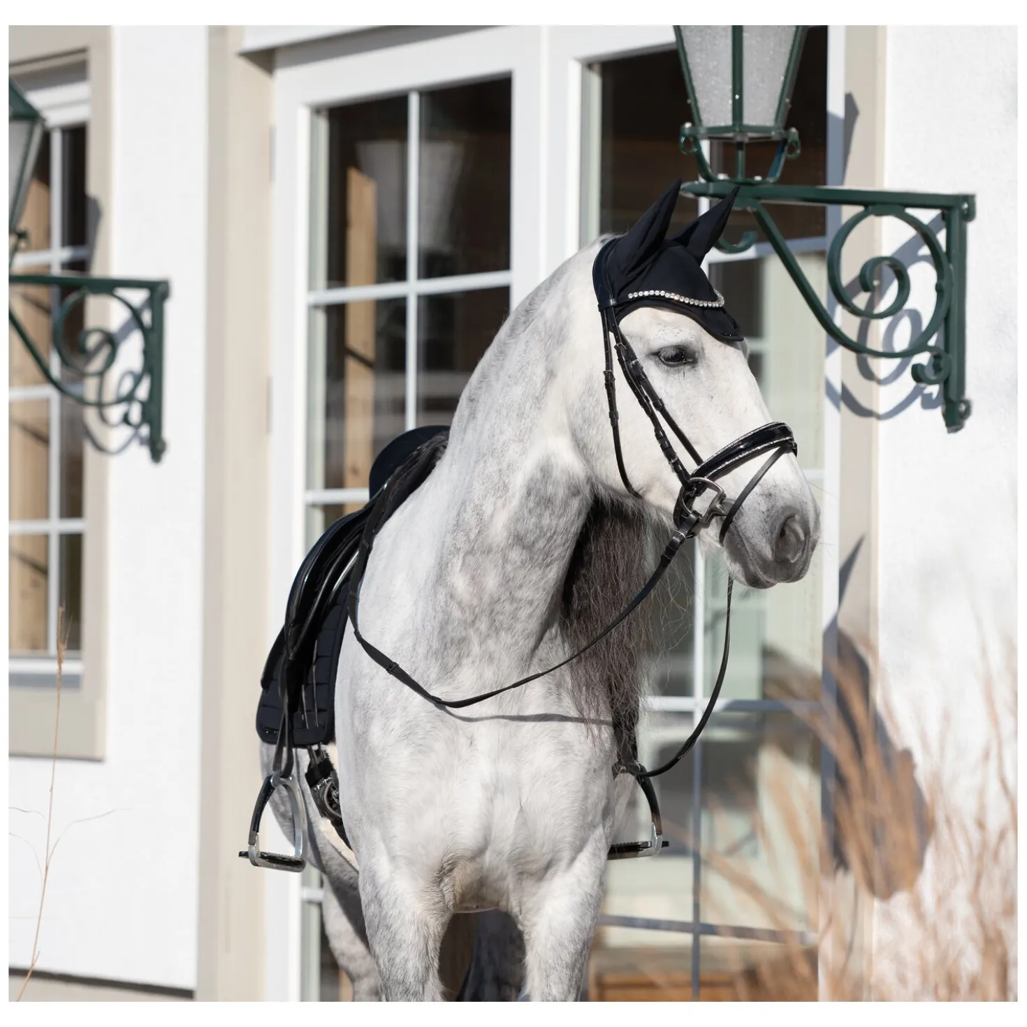 Cheval de Luxe Fliegenohren Avignon