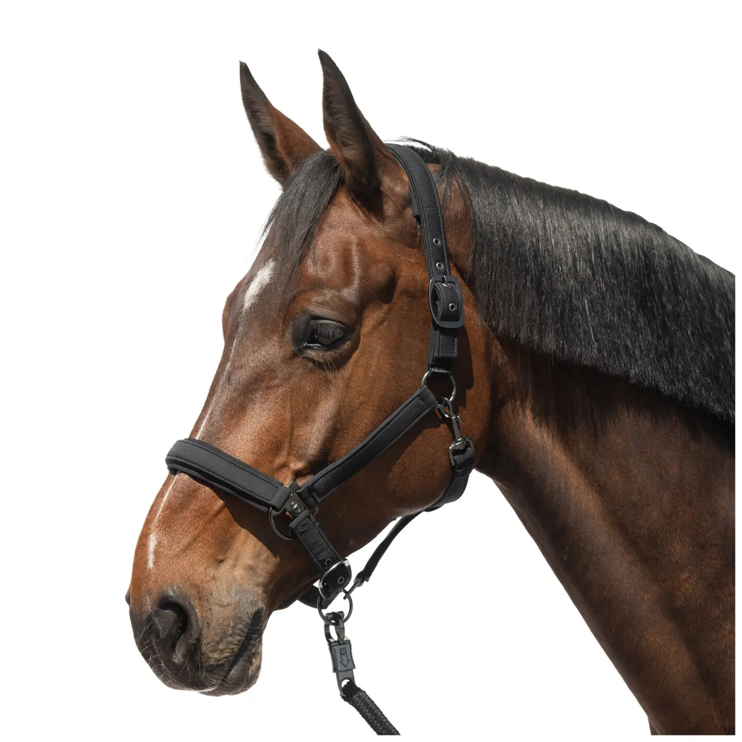 Cheval de Luxe Halfter Toulouse