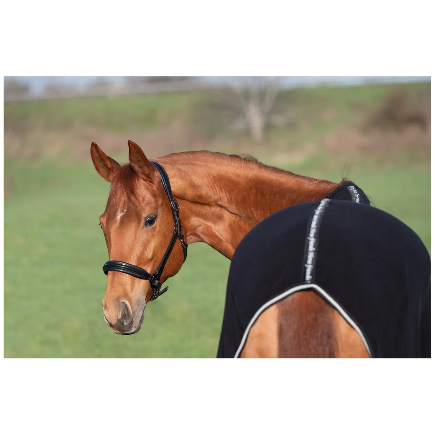 Horse-friends Abschwitzdecke Wakefield