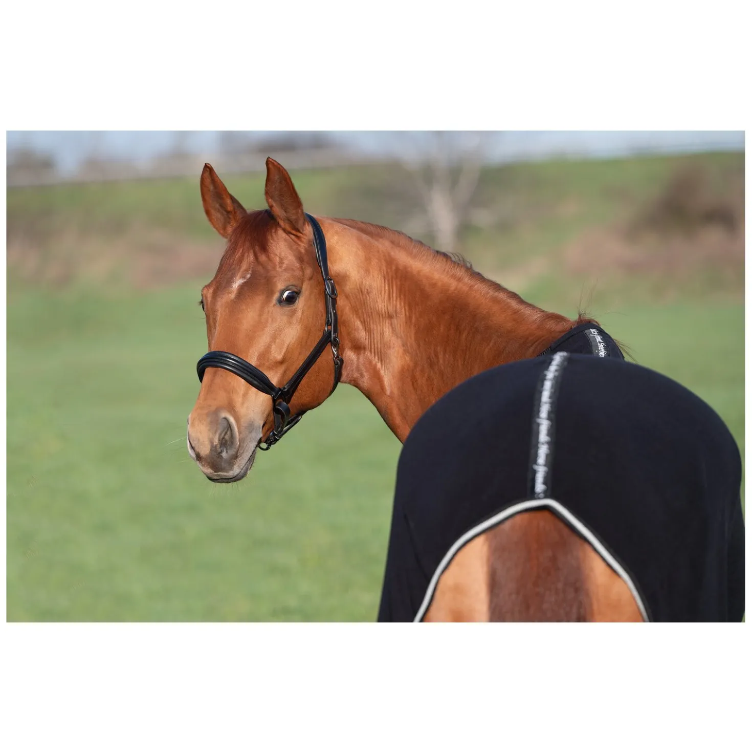 Horse-friends Abschwitzdecke Wakefield