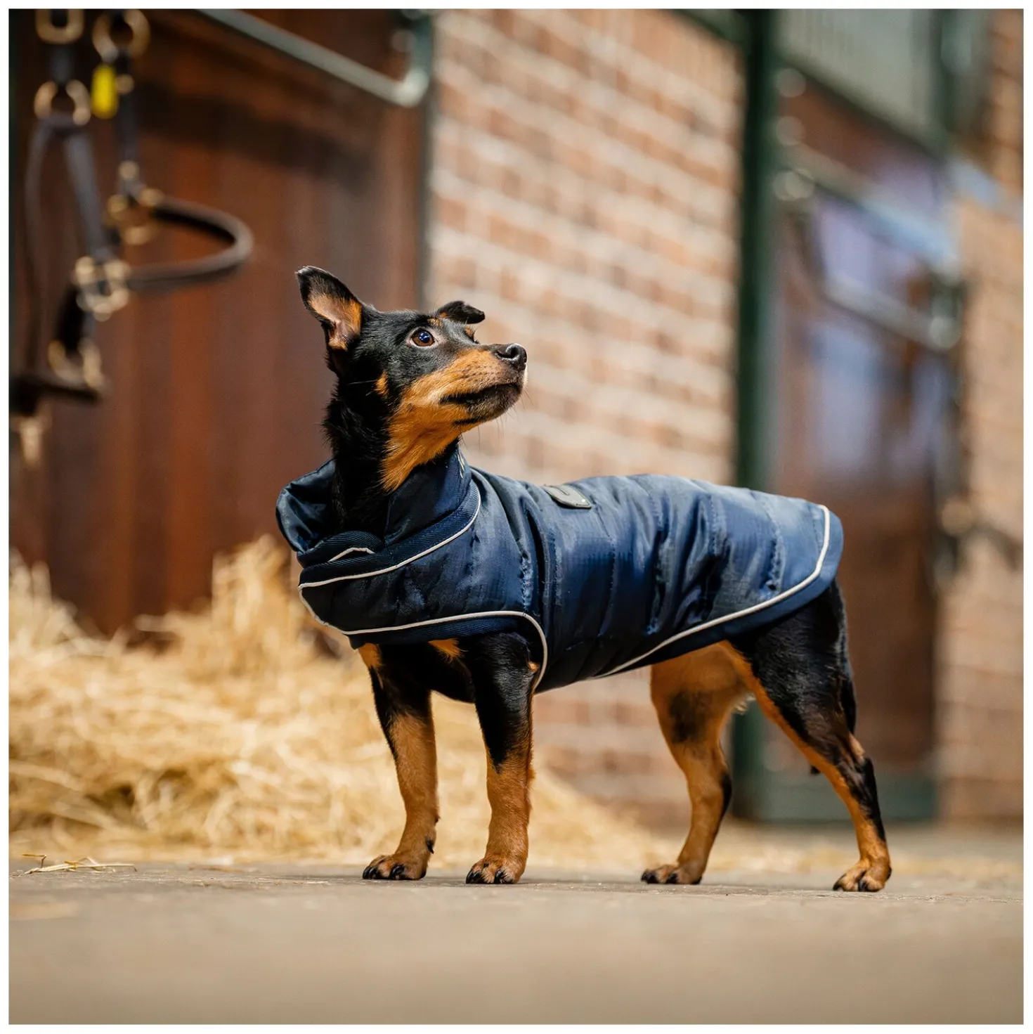 HORSEWARE Hunde-Wintermantel