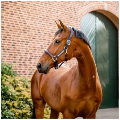 HORSEWARE Signature Halfter