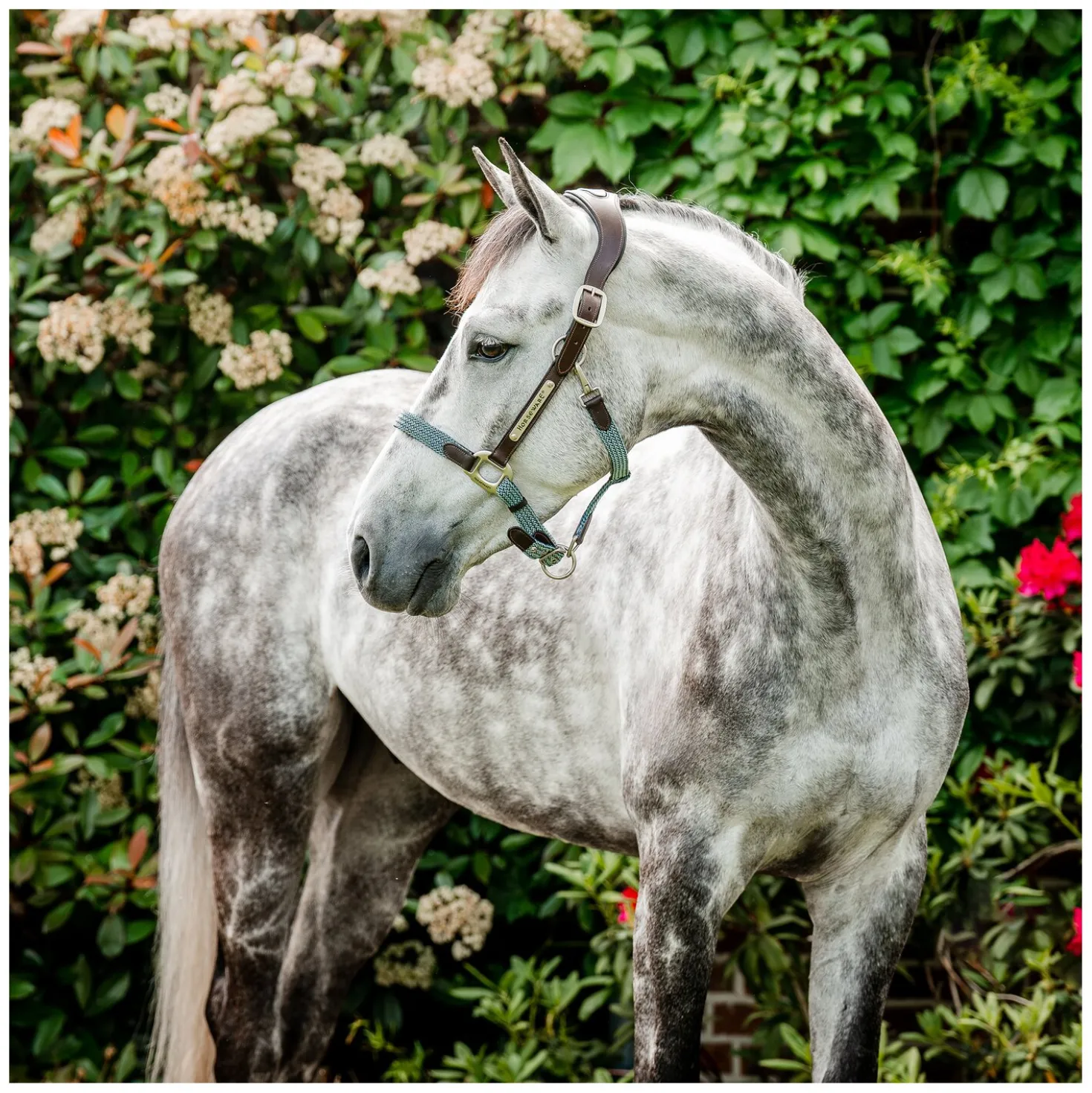 HORSEWARE Signature Halfter Braided