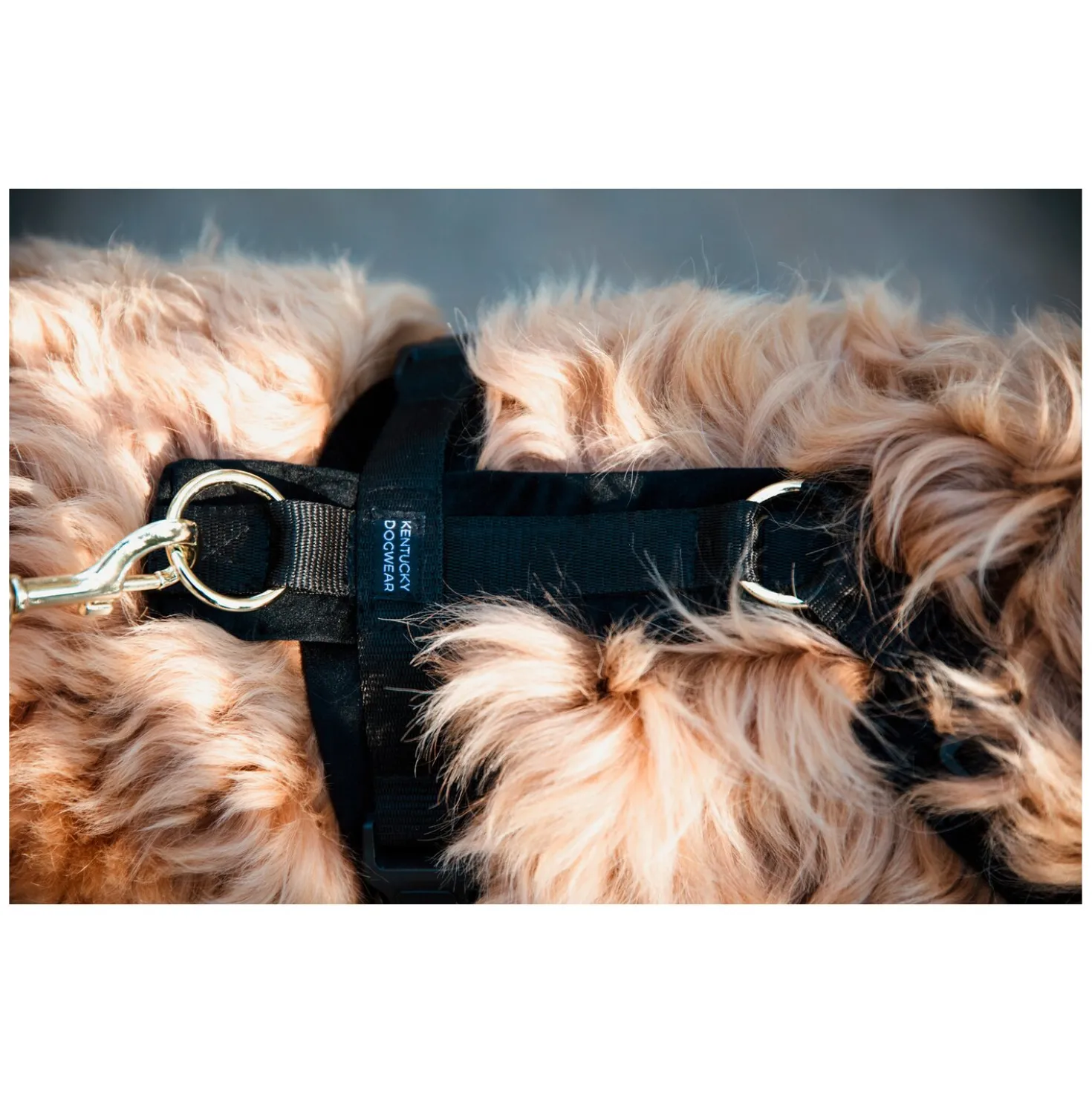 KENTUCKY DOGWEAR Hundegeschirr Activ Velvet