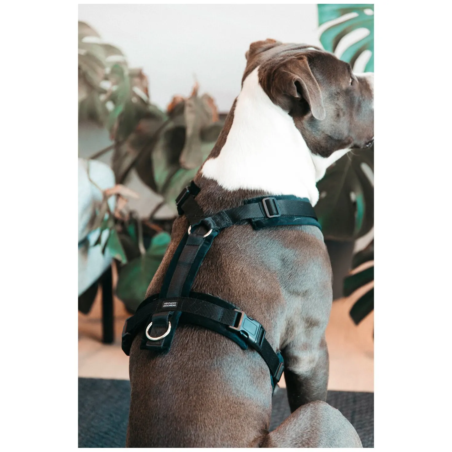 KENTUCKY DOGWEAR Hundegeschirr Activ Velvet