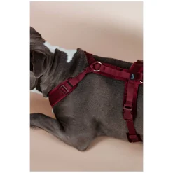 KENTUCKY DOGWEAR Hundegeschirr Activ Velvet
