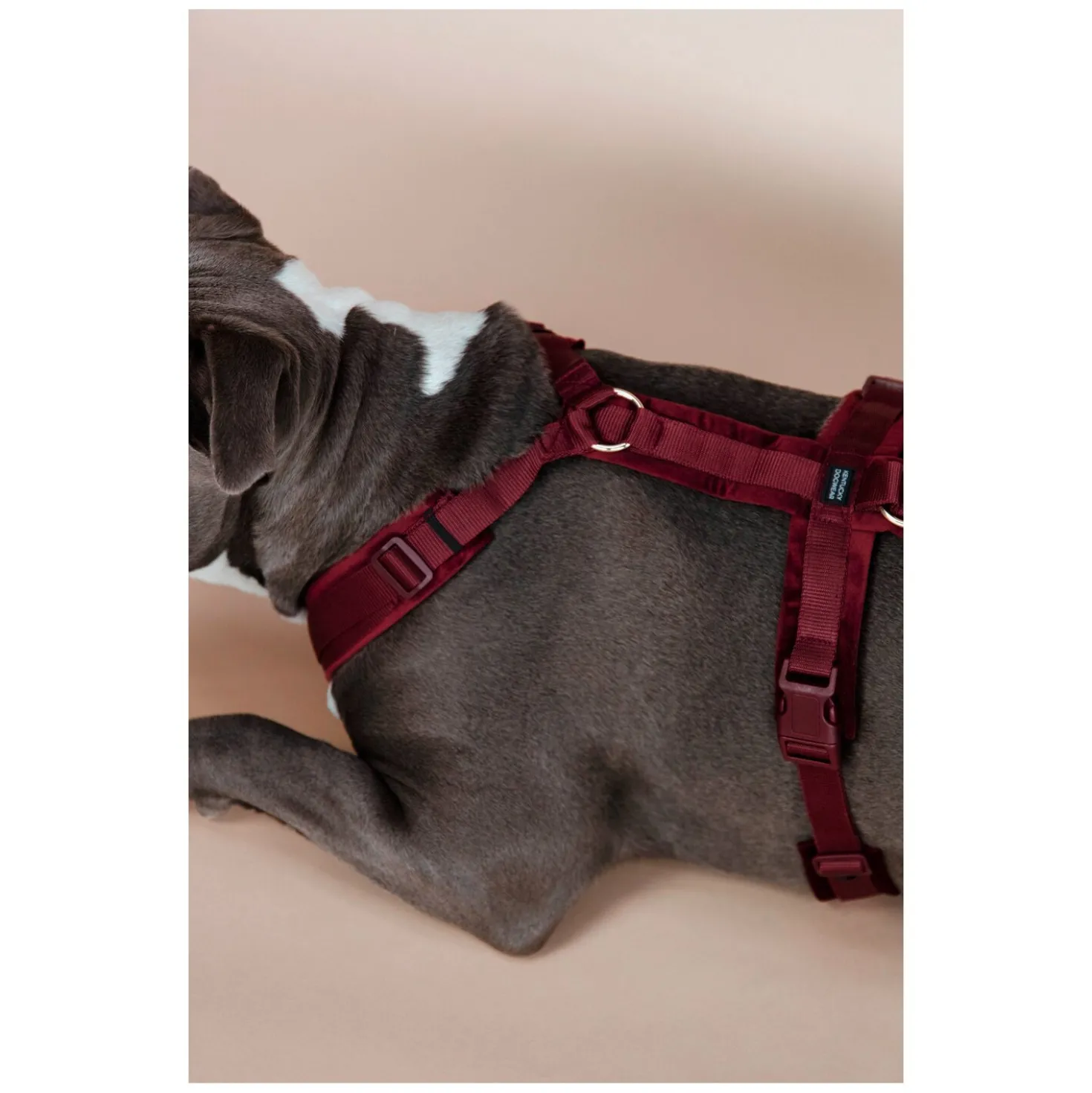 KENTUCKY DOGWEAR Hundegeschirr Activ Velvet