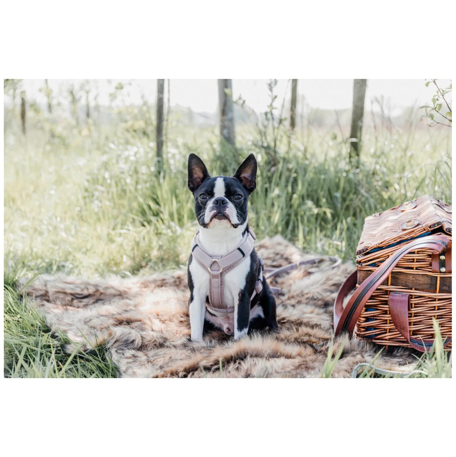 KENTUCKY DOGWEAR Hundegeschirr Activ Velvet