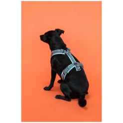 KENTUCKY Dogwear Hundegeschirr Active