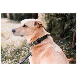 KENTUCKY DOGWEAR Hundehalsband Plaited Nylon