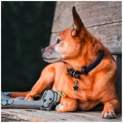 KENTUCKY DOGWEAR Hundehalsband Plaited Nylon