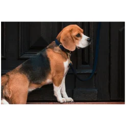 KENTUCKY DOGWEAR Hundehalsband Plaited Nylon