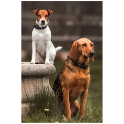 KENTUCKY DOGWEAR Hundehalsband Plaited Nylon