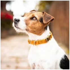 KENTUCKY DOGWEAR Hundehalsband Velvet