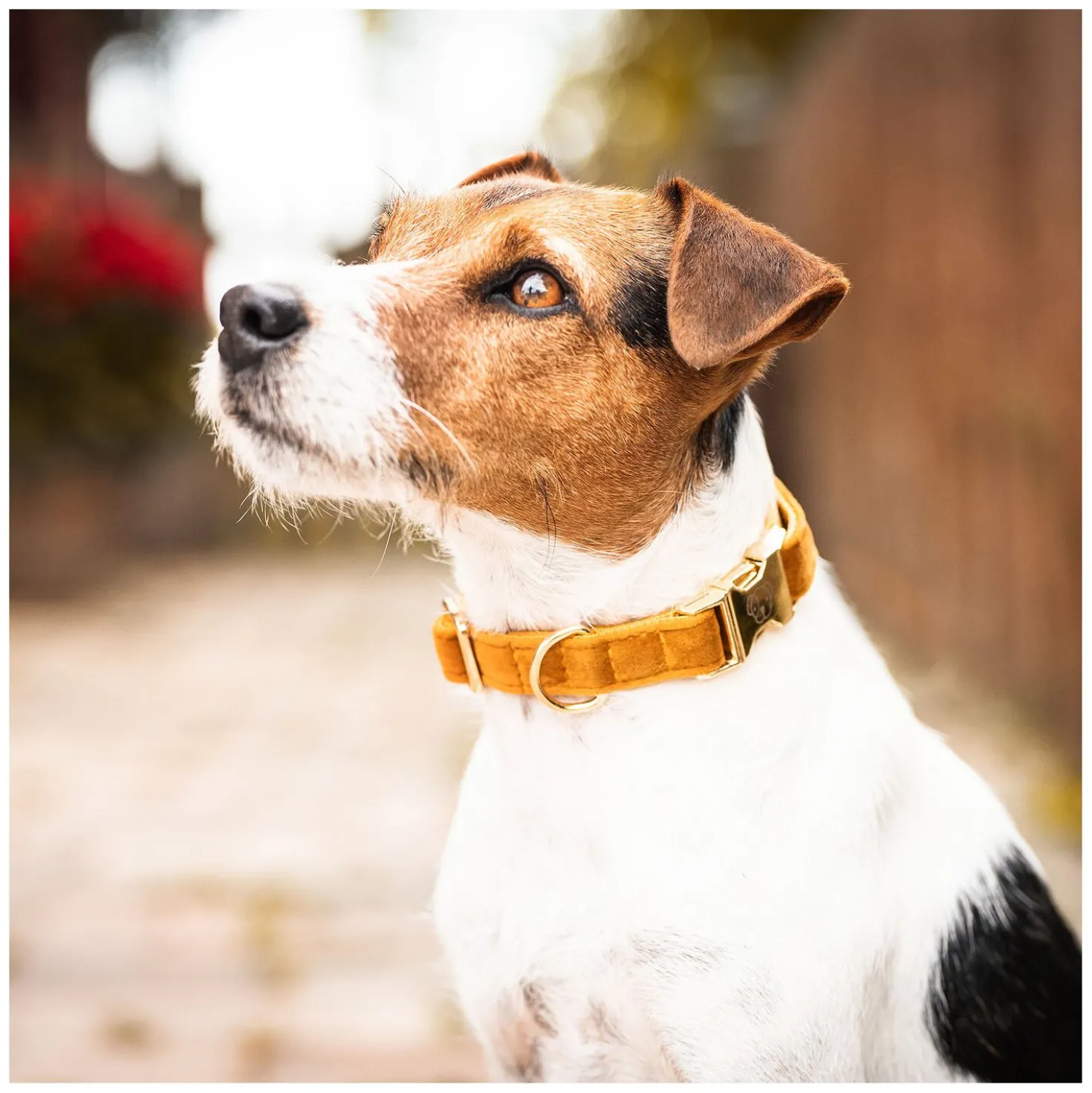 KENTUCKY DOGWEAR Hundehalsband Velvet