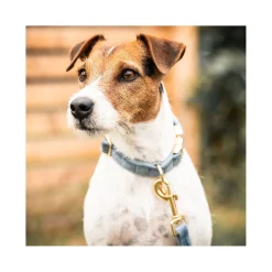 KENTUCKY DOGWEAR Hundehalsband Velvet