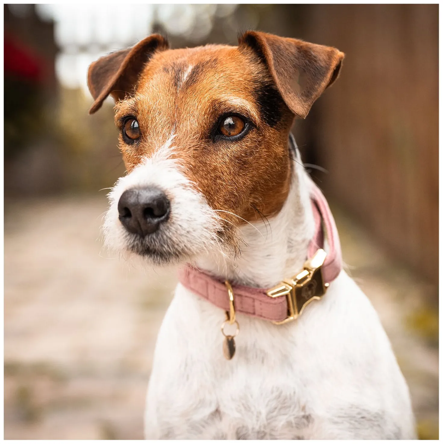 KENTUCKY DOGWEAR Hundehalsband Velvet