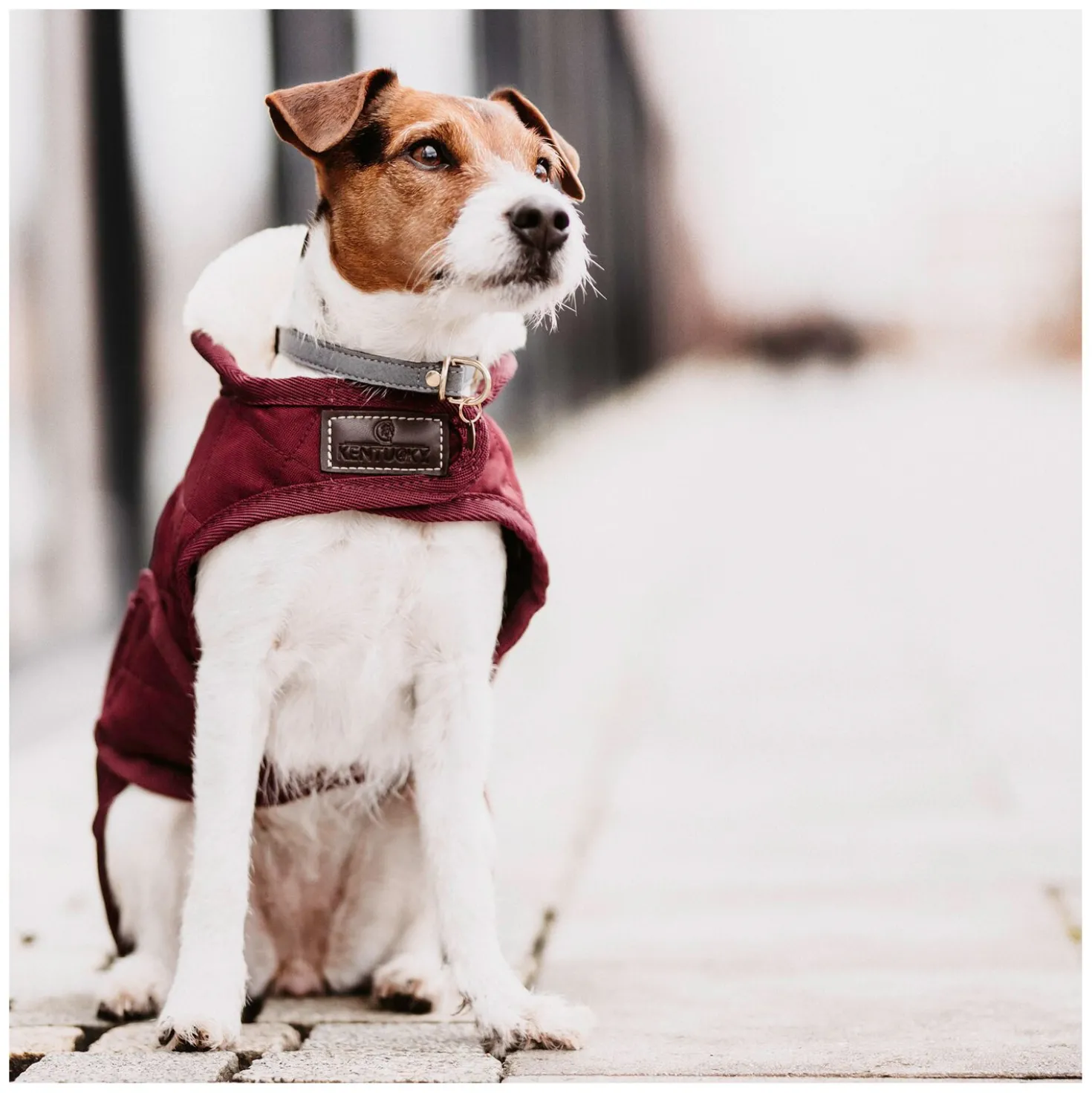 KENTUCKY DOGWEAR Hundemantel Original