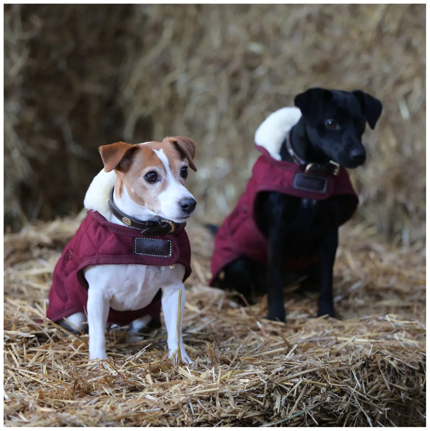 KENTUCKY DOGWEAR Hundemantel Original