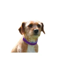 Loesdau Hundehalsband Soft