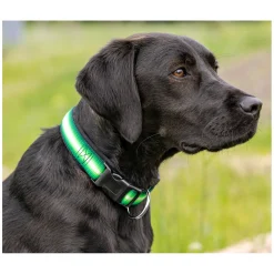 Loesdau Hundehalsband Stripe