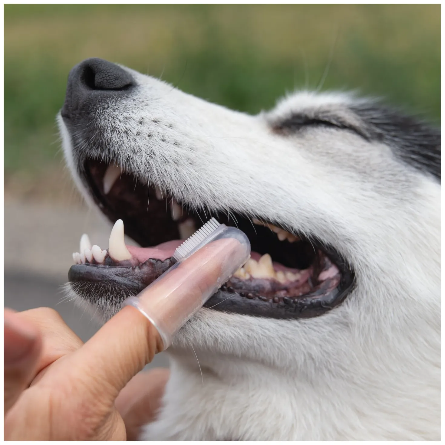 pawberry Fingerzahnbürste