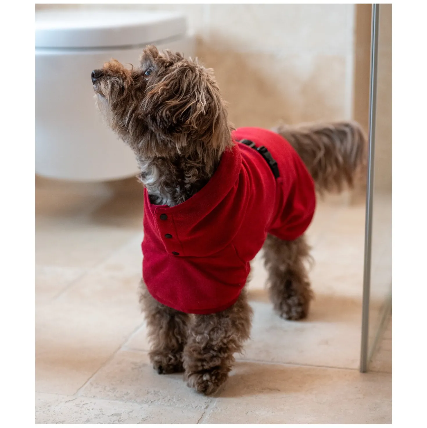pawberry Hundebademantel London