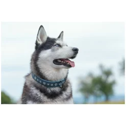 pawberry Hundehalsband Belfast
