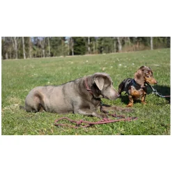 pawberry Hundehalsband Oslo