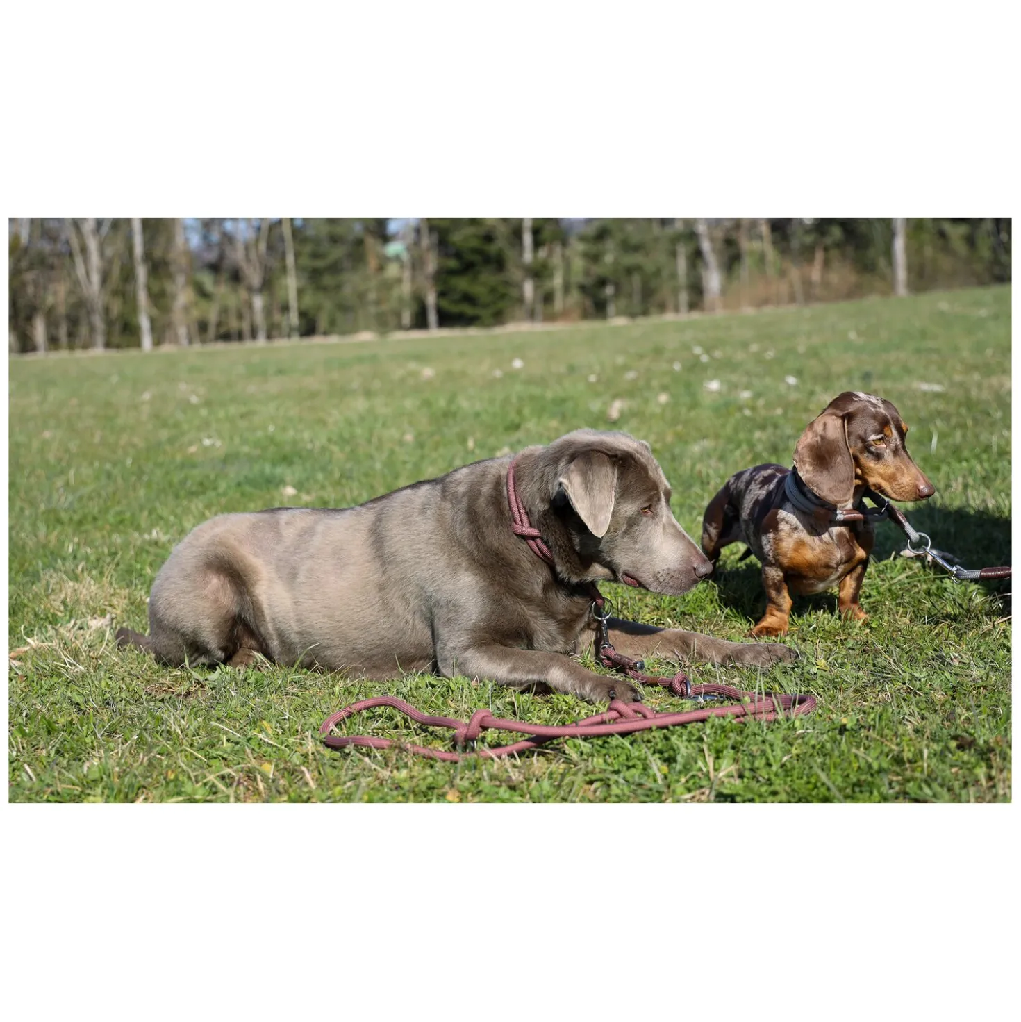 pawberry Hundehalsband Oslo