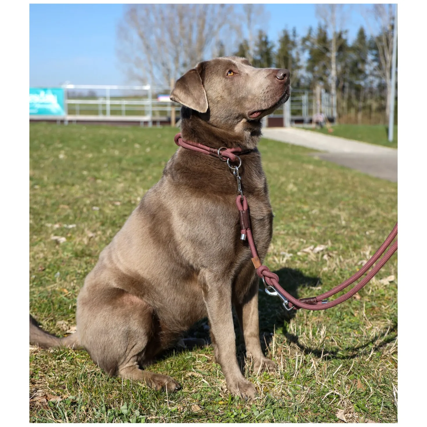 pawberry Hundehalsband Oslo