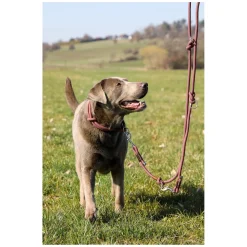 pawberry Hundehalsband Oslo