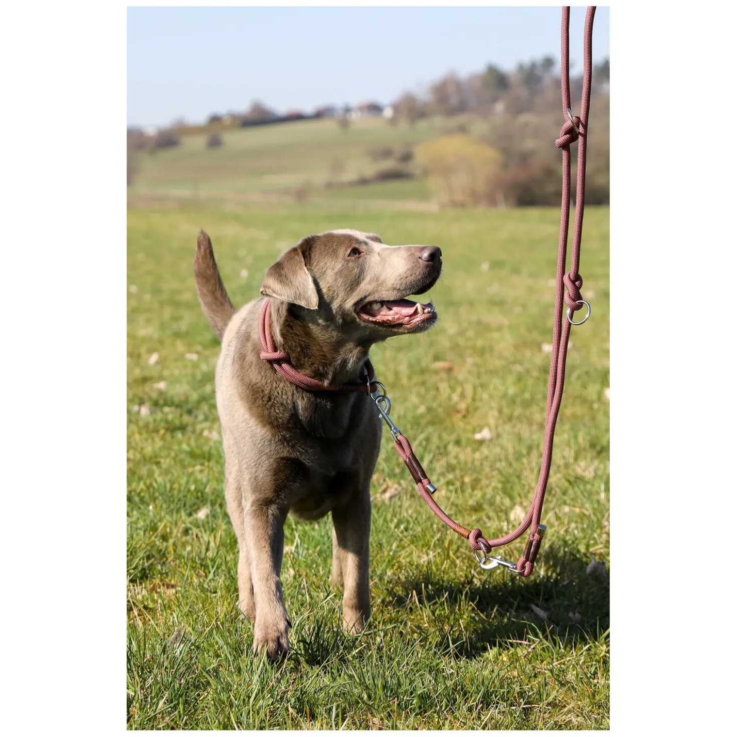 pawberry Hundehalsband Oslo