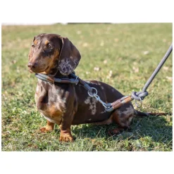 pawberry Hundehalsband Oslo