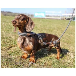 pawberry Hundehalsband Oslo