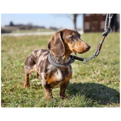 pawberry Hundehalsband Oslo