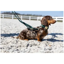 pawberry Hundehalsband Valencia