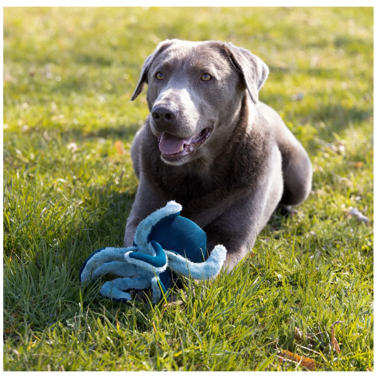 pawberry Hundespielzeug Krake