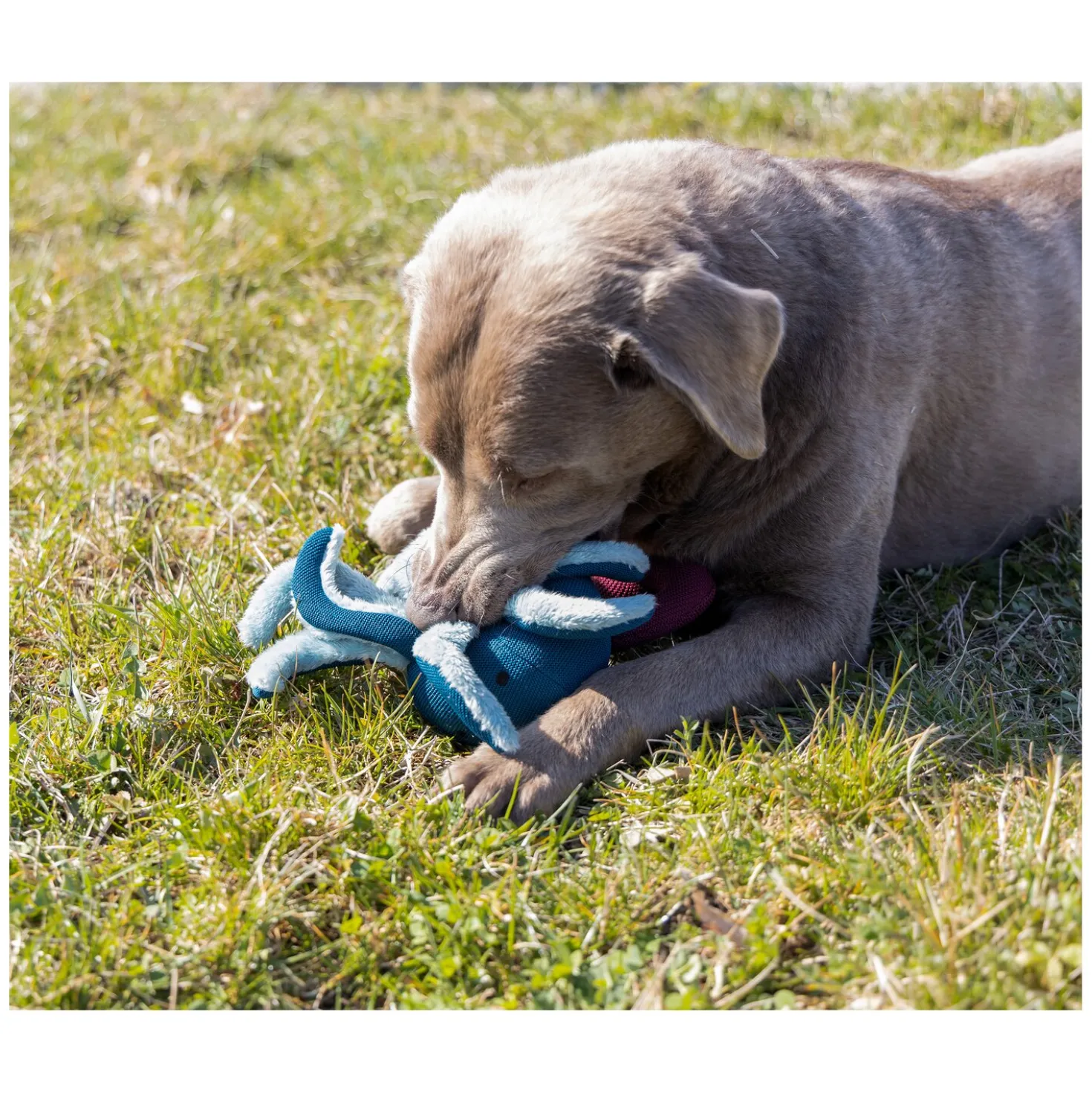 pawberry Hundespielzeug Krake