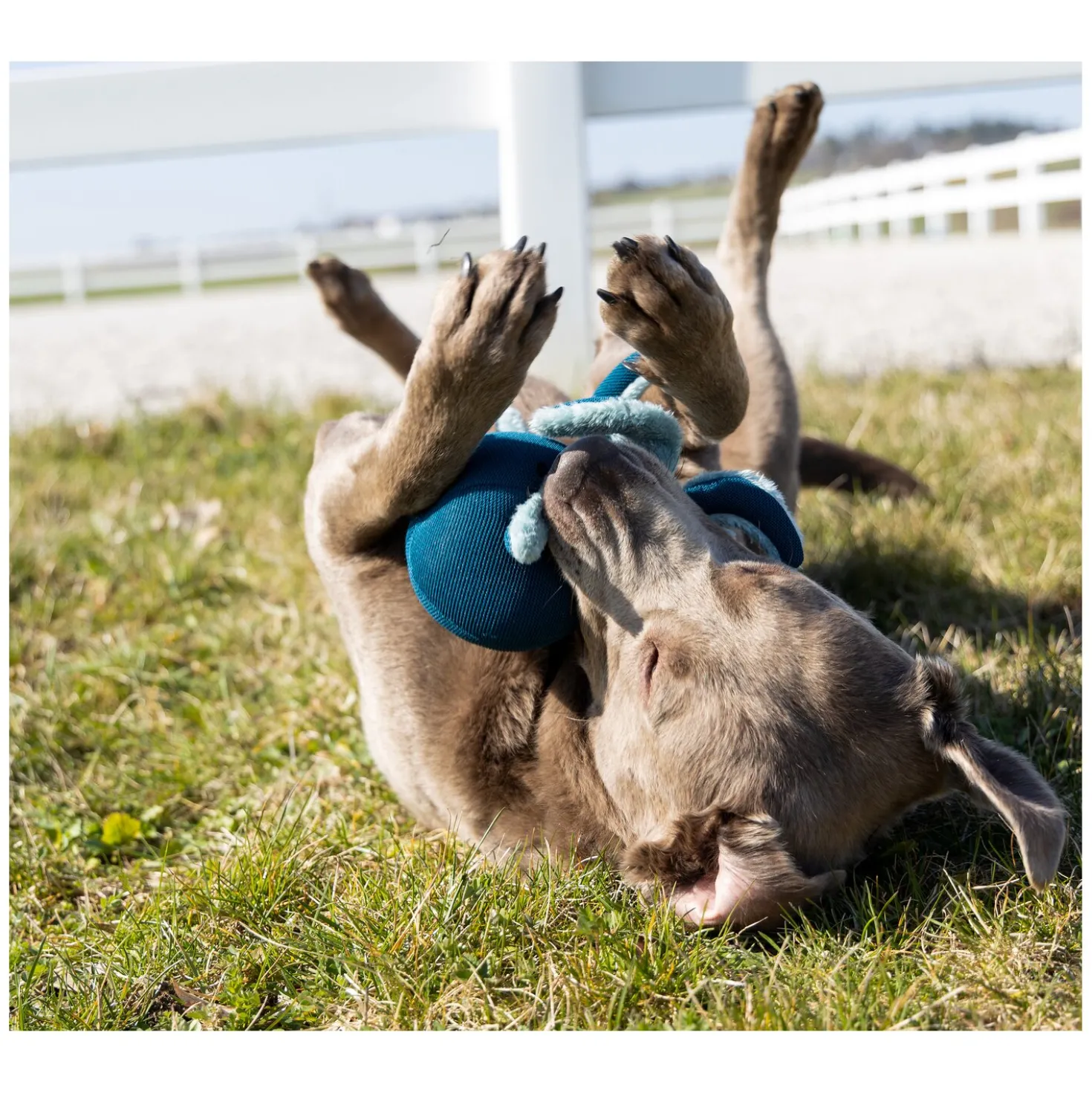 pawberry Hundespielzeug Krake