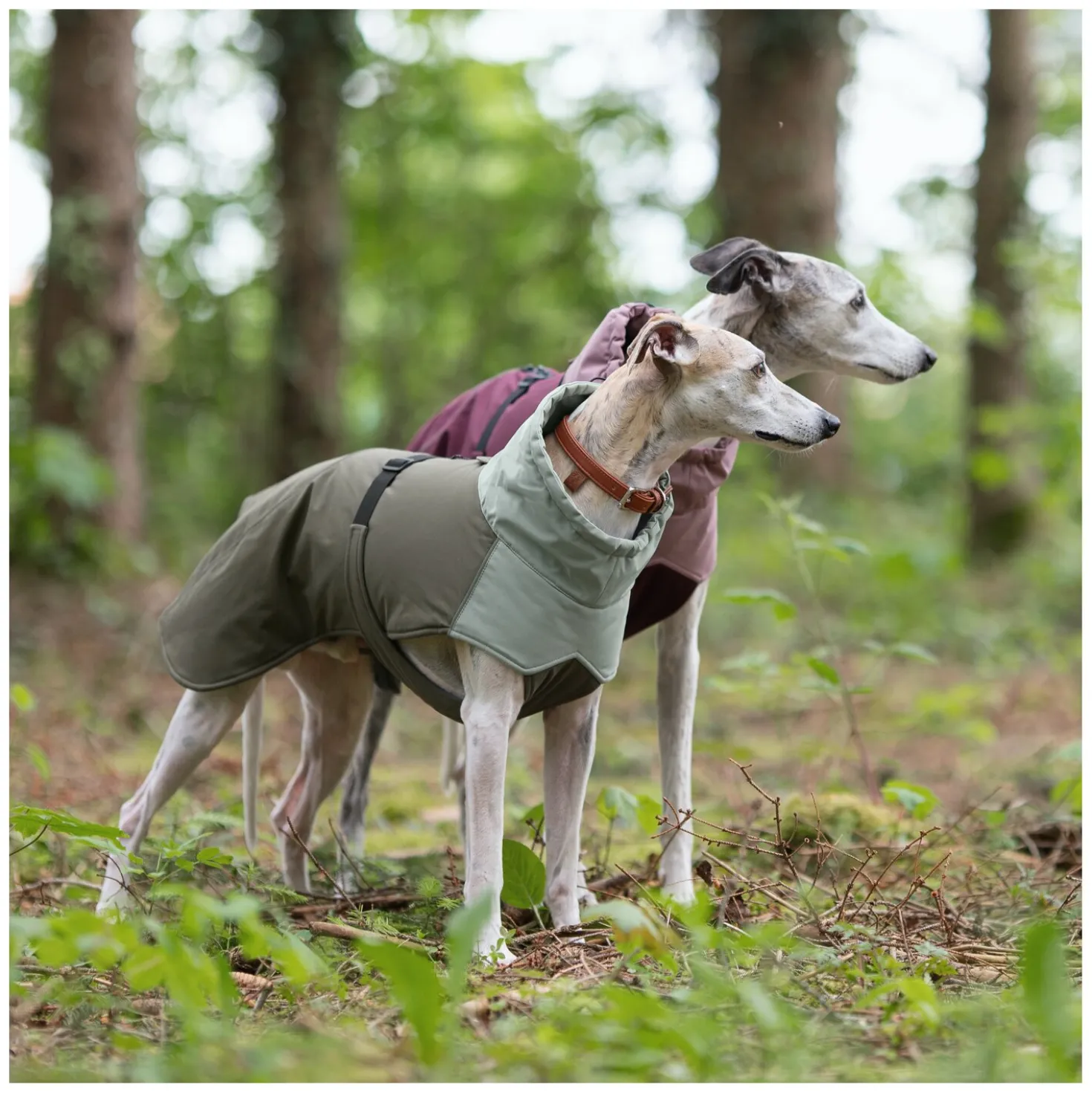 pawberry Hunde-Wintermantel Random