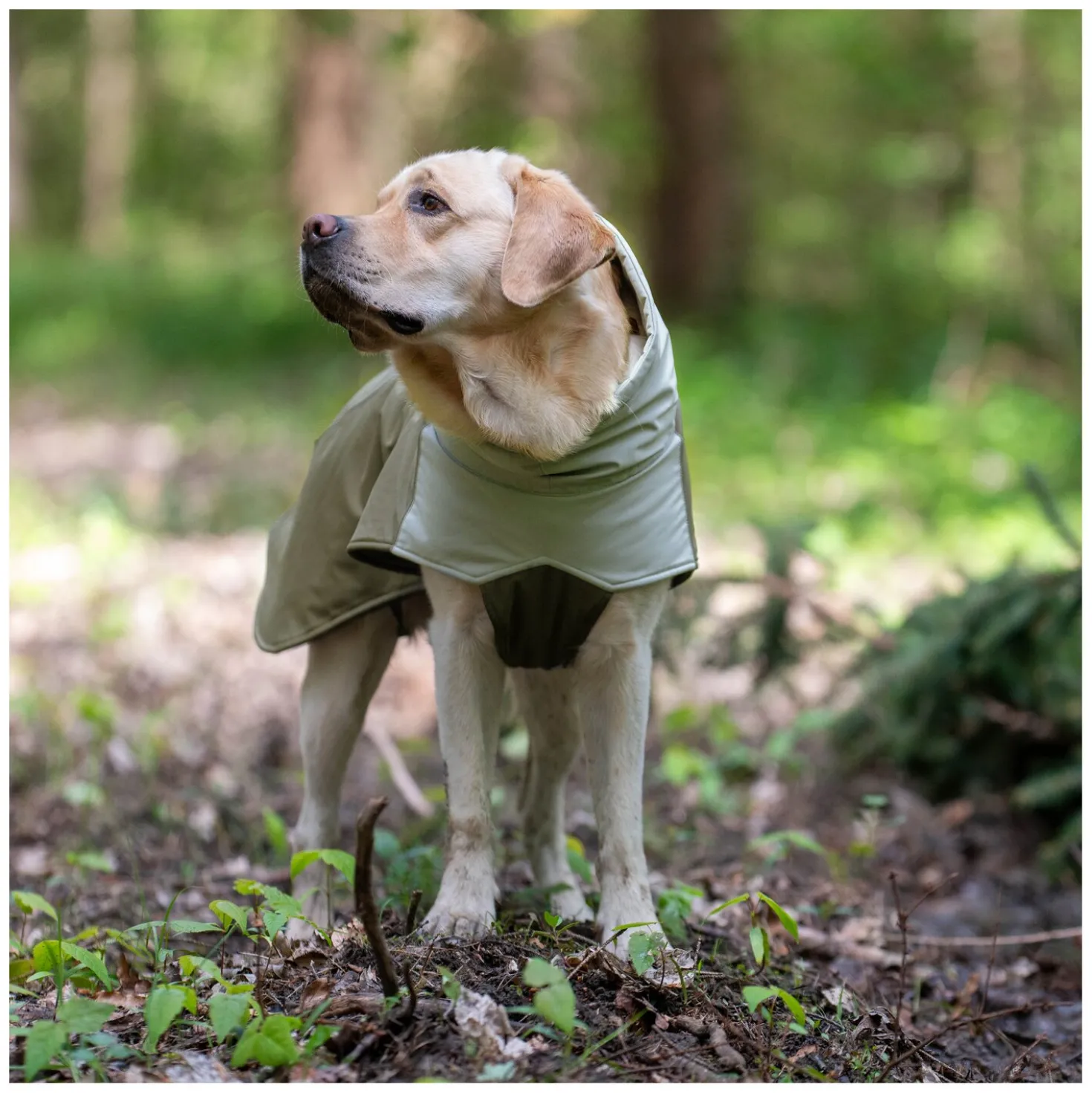 pawberry Hunde-Wintermantel Random