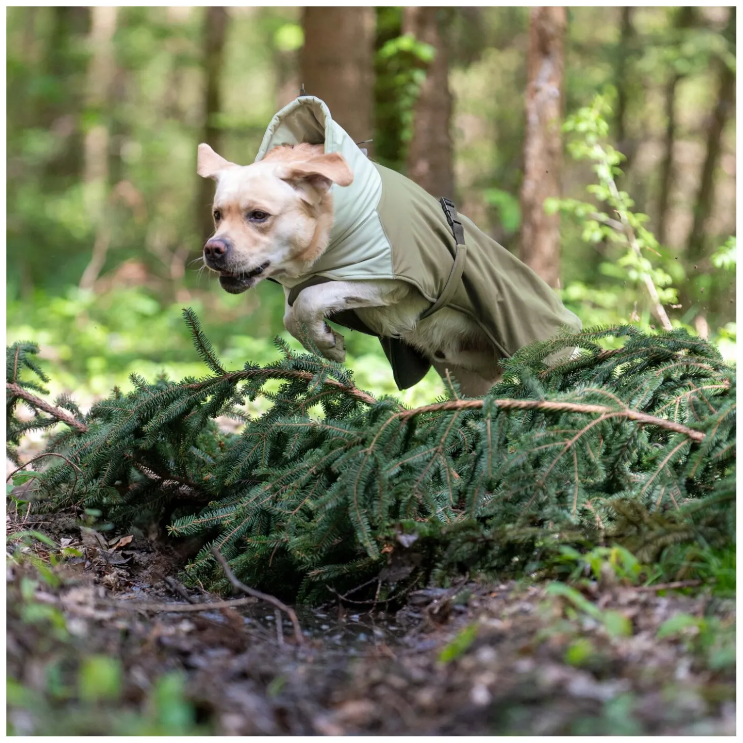 pawberry Hunde-Wintermantel Random