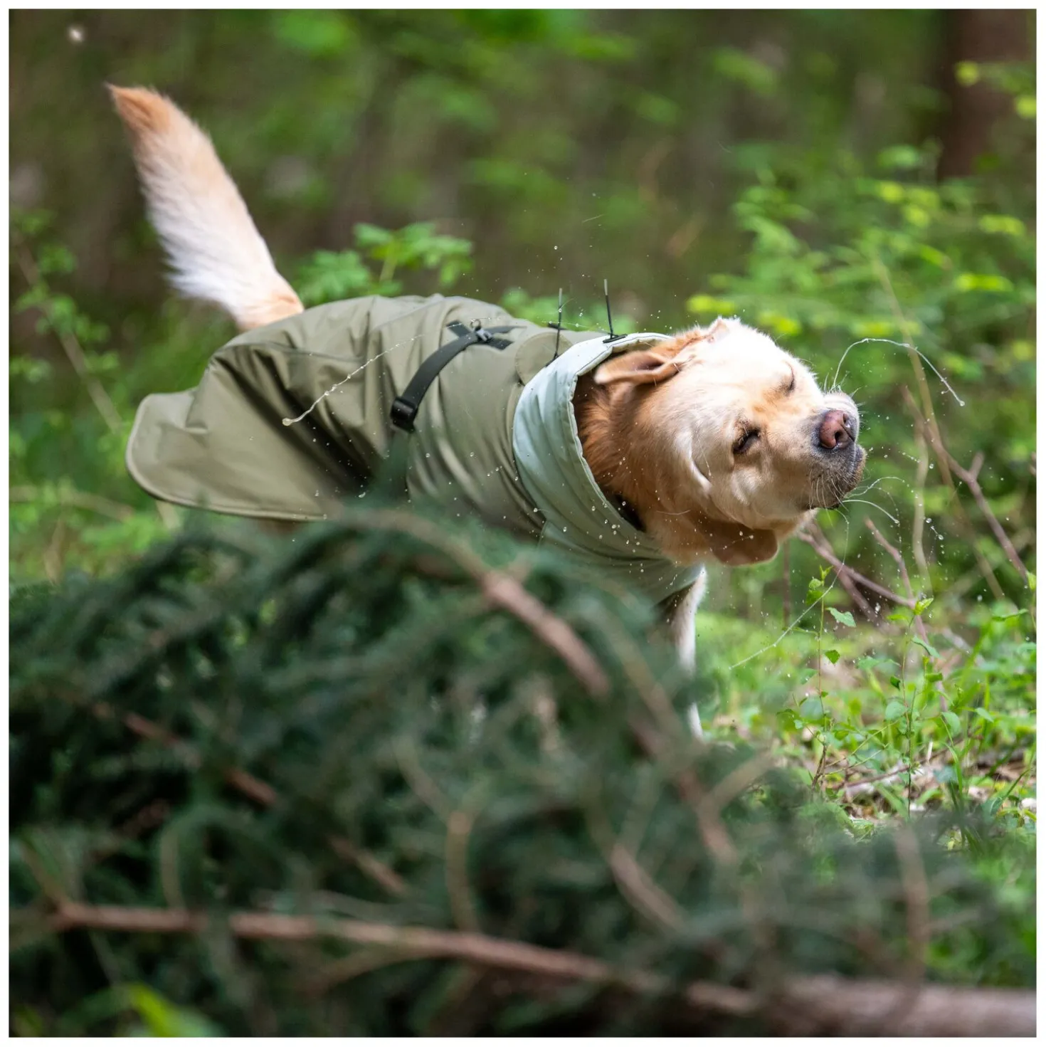 pawberry Hunde-Wintermantel Random