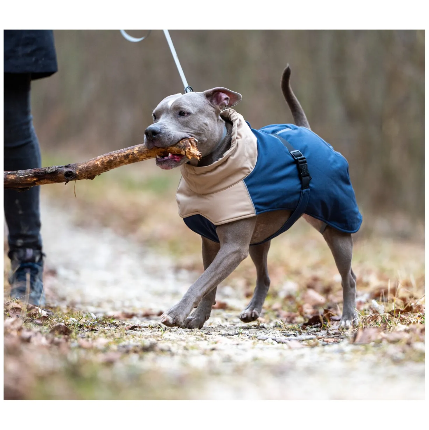 pawberry Hunde-Wintermantel Random